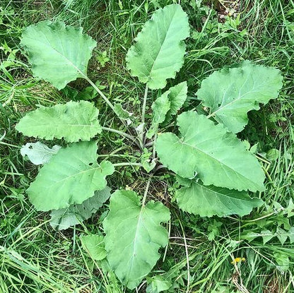 Burdock Seeds - Heirloom Herb Plant for Home Gardens