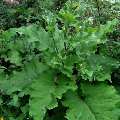 Burdock Seeds - Heirloom Herb Plant for Home Gardens