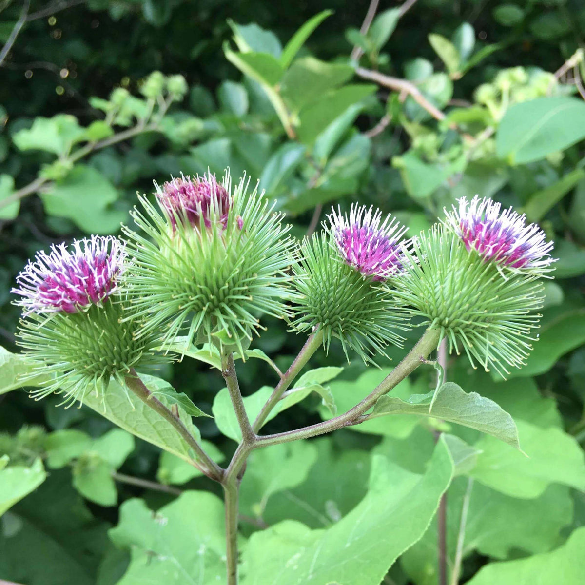 Burdock Seeds - Heirloom Herb Plant for Home Gardens