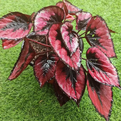 Burgundy Begonia Seeds