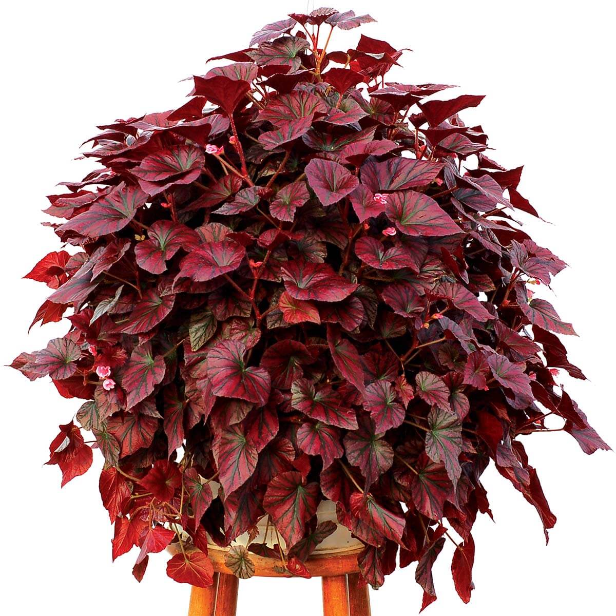 Burgundy Begonia Seeds