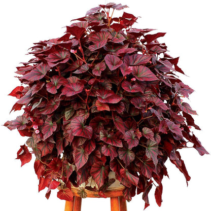 Burgundy Begonia Seeds