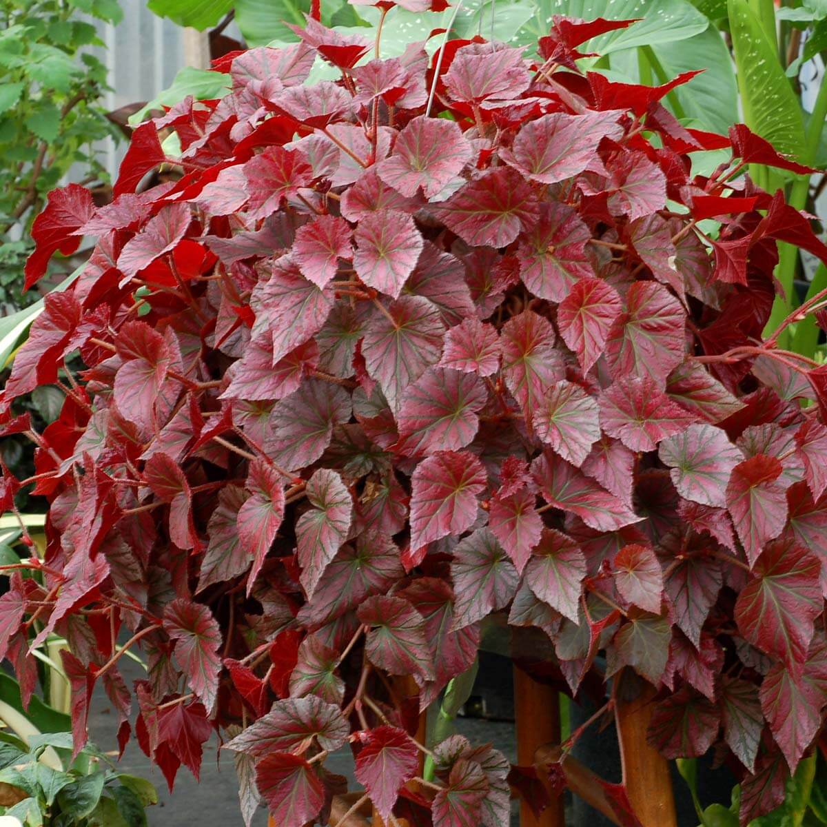 Burgundy Begonia Seeds
