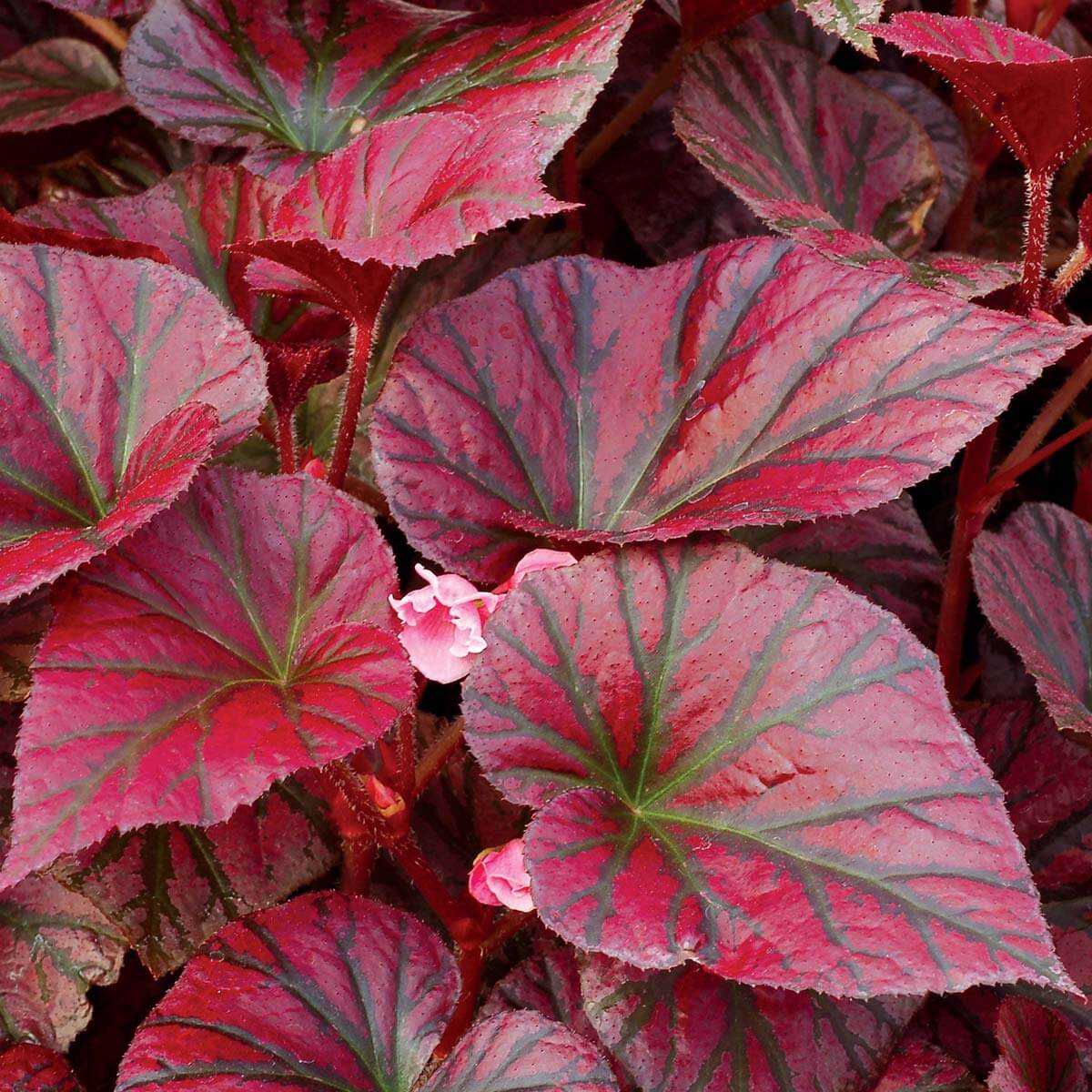 Burgundy Begonia Seeds