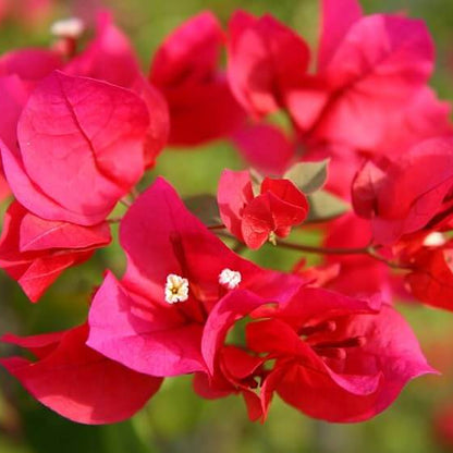 Burgundy Bougainvillea Seeds 