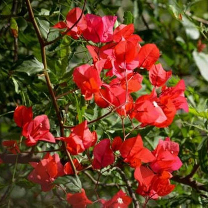 Burgundy Bougainvillea Seeds 