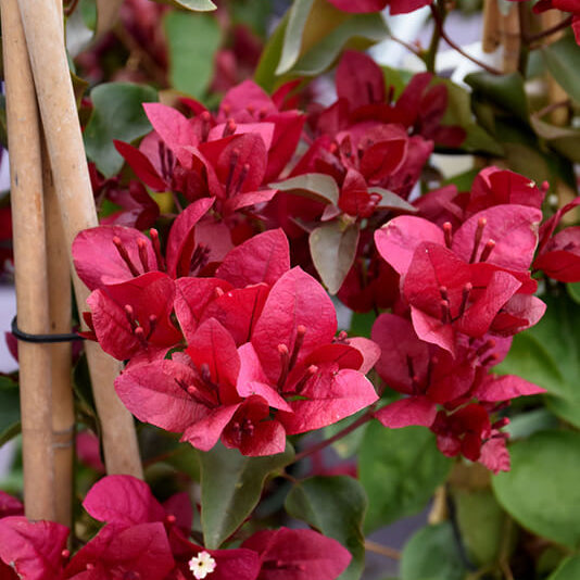 Burgundy Bougainvillea Seeds 