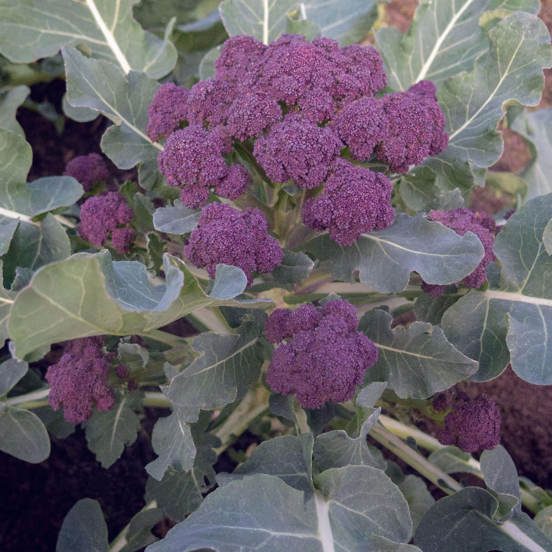 Burgundy Broccoli Seeds - Heirloom Vegetable Plant for Home Gardens