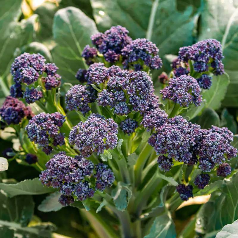 Burgundy Broccoli Seeds - Heirloom Vegetable Plant for Home Gardens