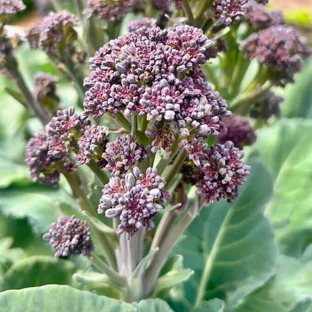 Burgundy Broccoli Seeds - Heirloom Vegetable Plant for Home Gardens