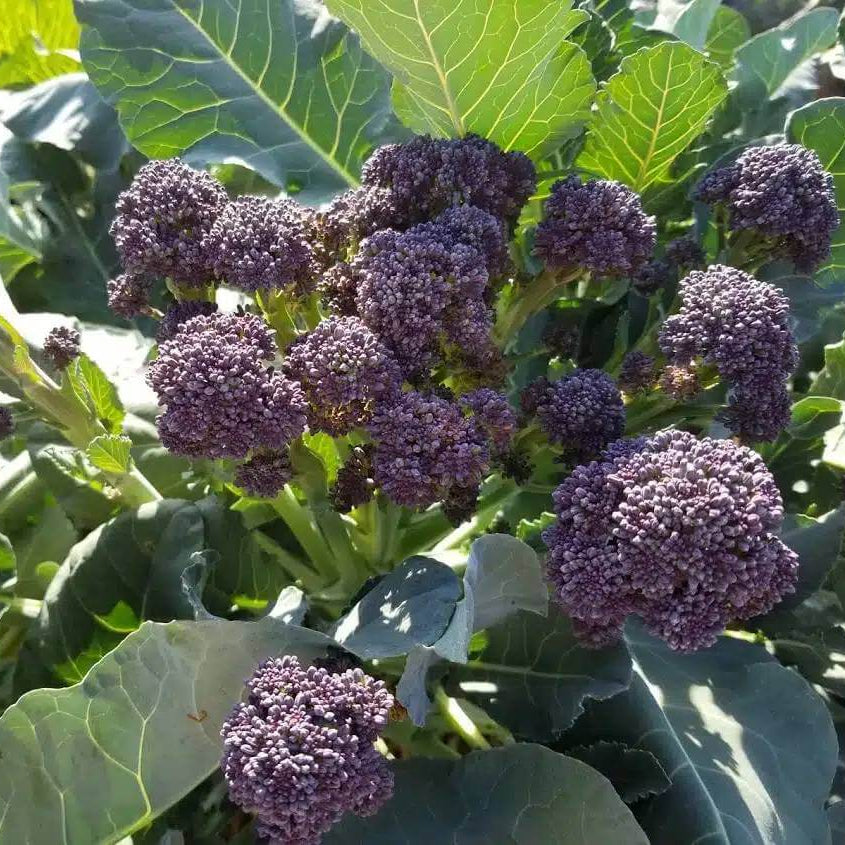 Burgundy Broccoli Seeds - Heirloom Vegetable Plant for Home Gardens