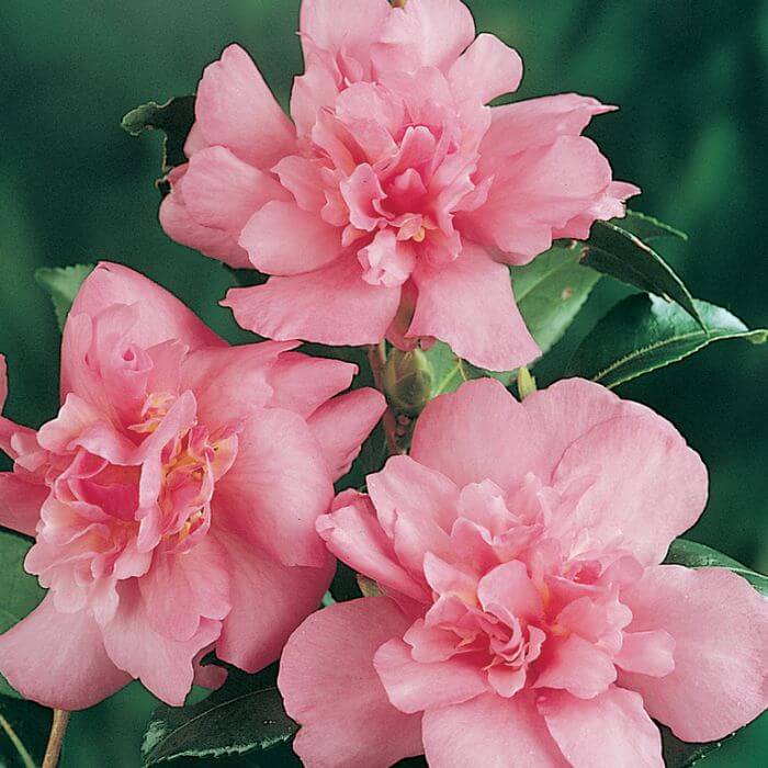 Burgundy Camellia Seeds 