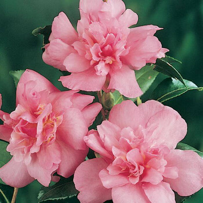 Burgundy Camellia Seeds 