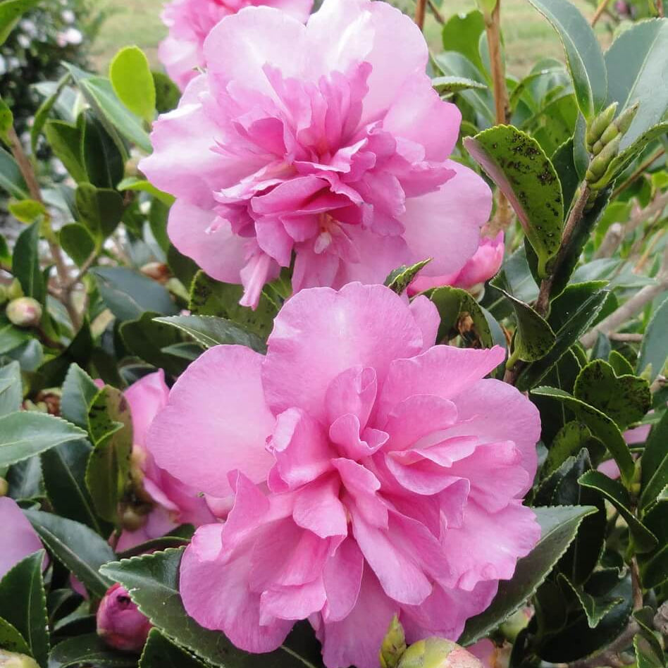 Burgundy Camellia Seeds 