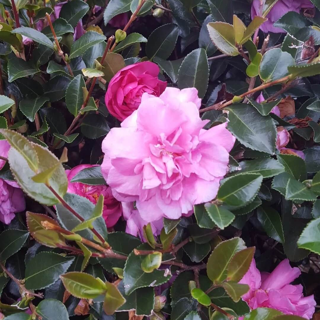 Burgundy Camellia Seeds 