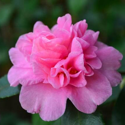 Burgundy Camellia Seeds 