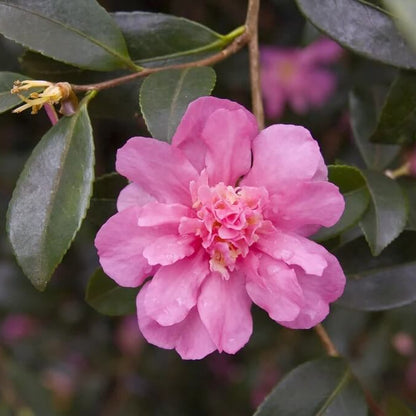 Burgundy Camellia Seeds 