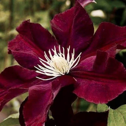 
Burgundy Clematis Seeds - Heirloom Flower Plant for Home Gardens
