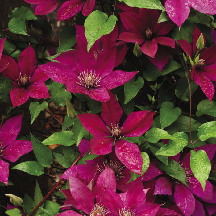 
Burgundy Clematis Seeds - Heirloom Flower Plant for Home Gardens
