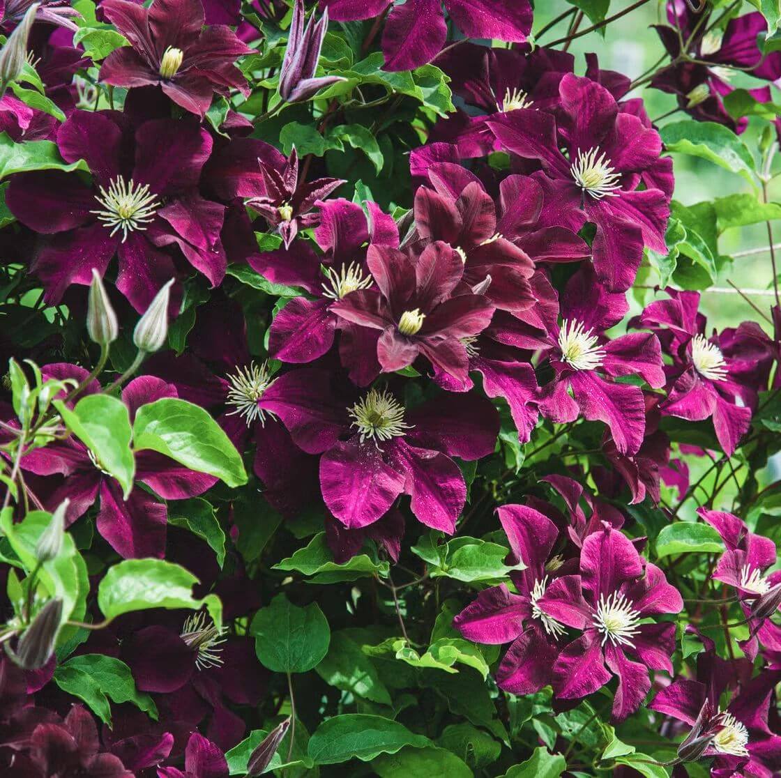 
Burgundy Clematis Seeds - Heirloom Flower Plant for Home Gardens
