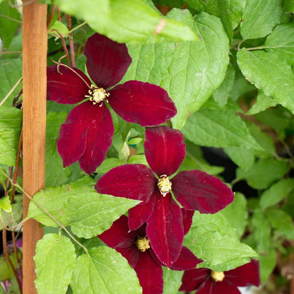 
Burgundy Clematis Seeds - Heirloom Flower Plant for Home Gardens
