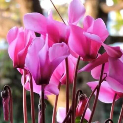 Burgundy Cyclamen Seeds
