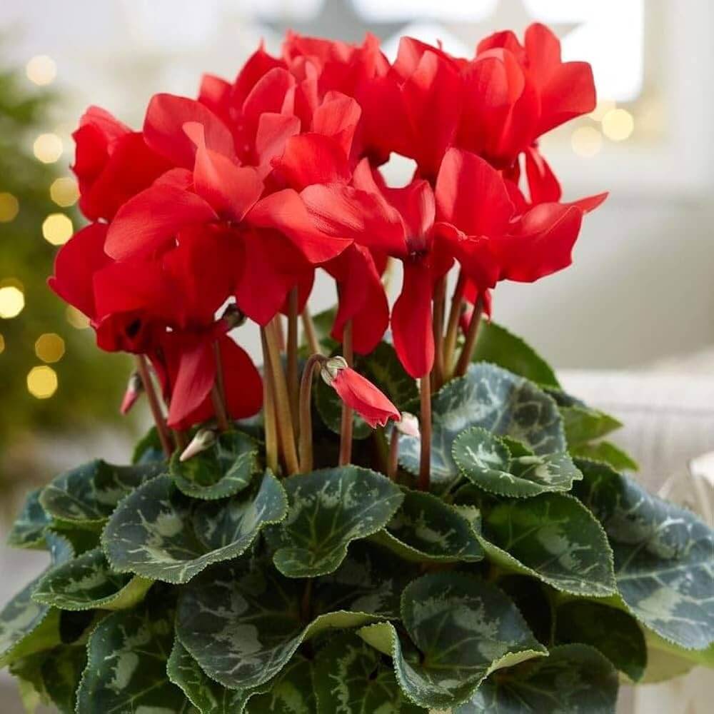Burgundy Cyclamen Seeds