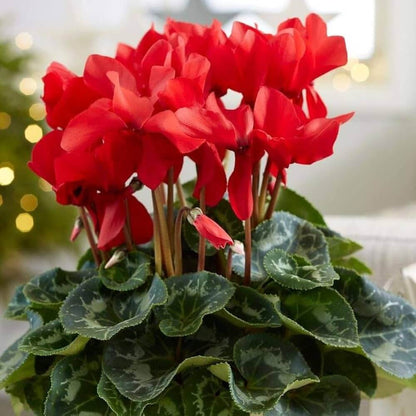 Burgundy Cyclamen Seeds