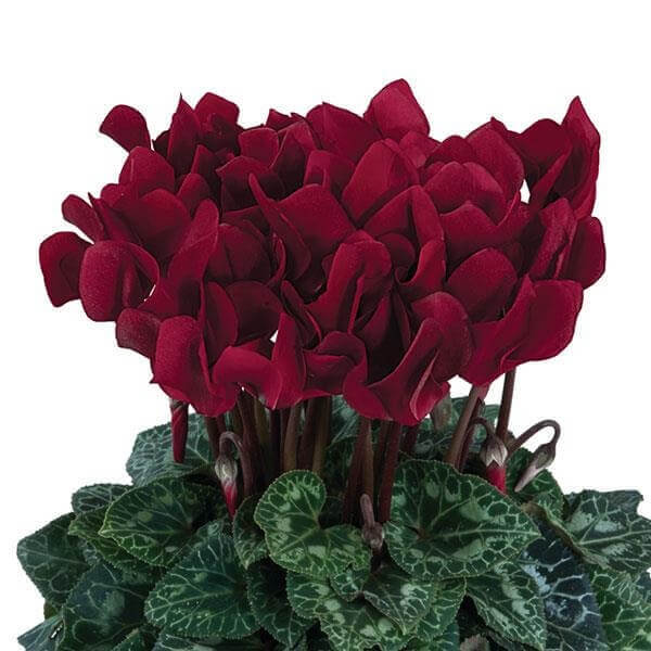 Burgundy Cyclamen Seeds