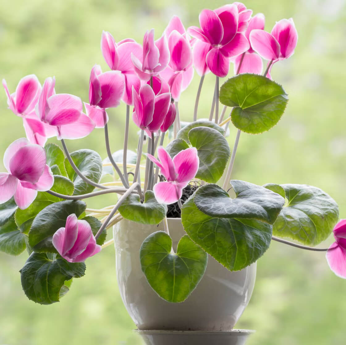 Burgundy Cyclamen Seeds 