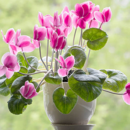 Burgundy Cyclamen Seeds 