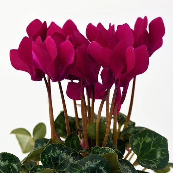 Burgundy Cyclamen Seeds 