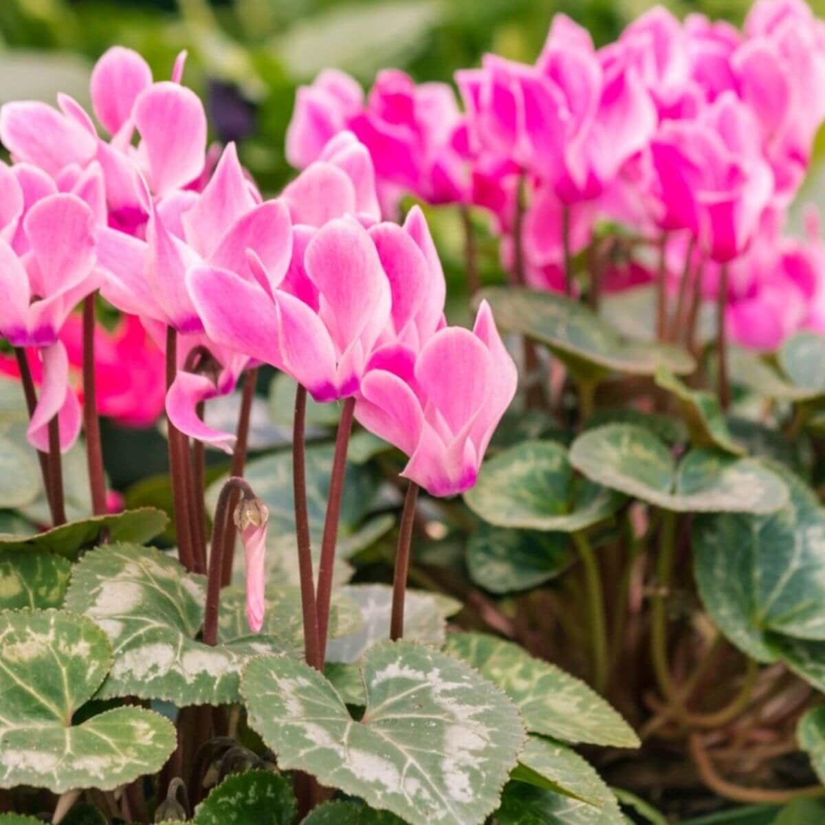 Burgundy Cyclamen Seeds 