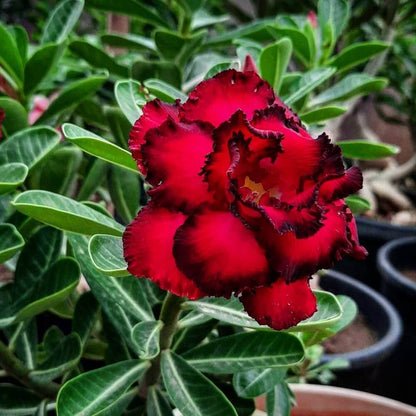 Burgundy Desert Rose Seeds - Flower Plant