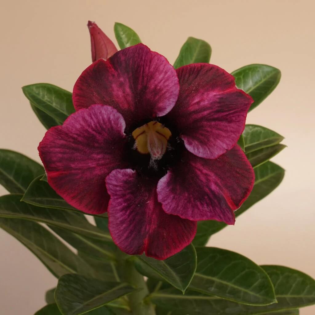 Burgundy Desert Rose Seeds - Flower Plant