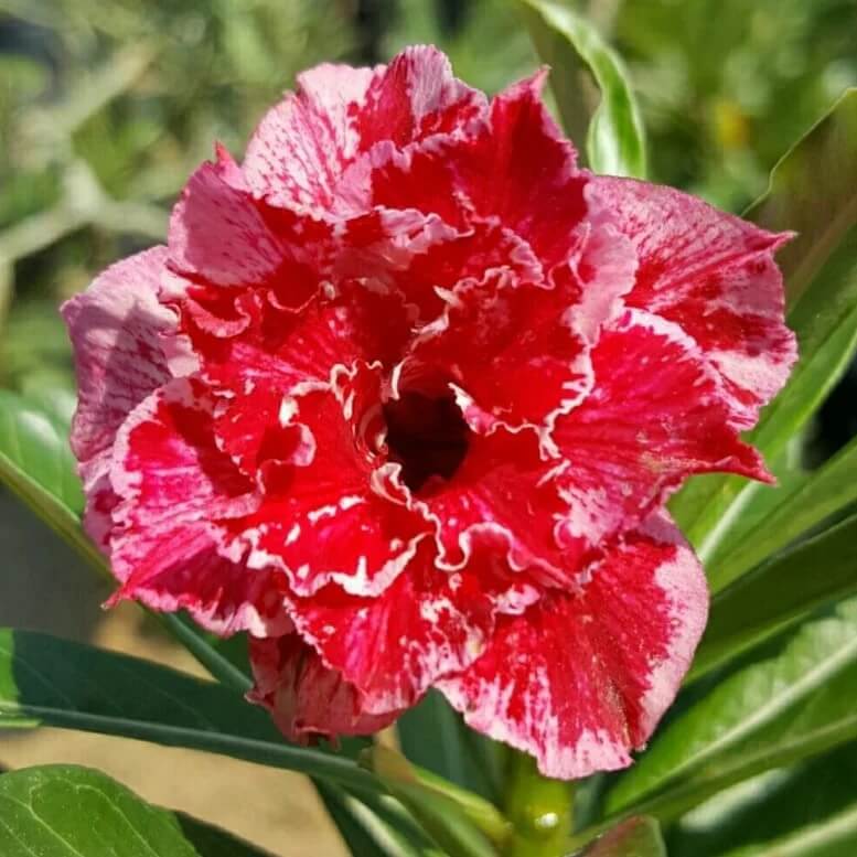 Burgundy Desert Rose Seeds - Flower Plant
