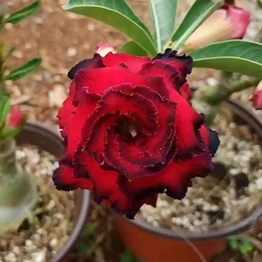 Burgundy Desert Rose Seeds - Flower Plant
