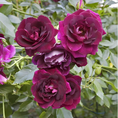 Burgundy Desert Rose Seeds - Flower Plant