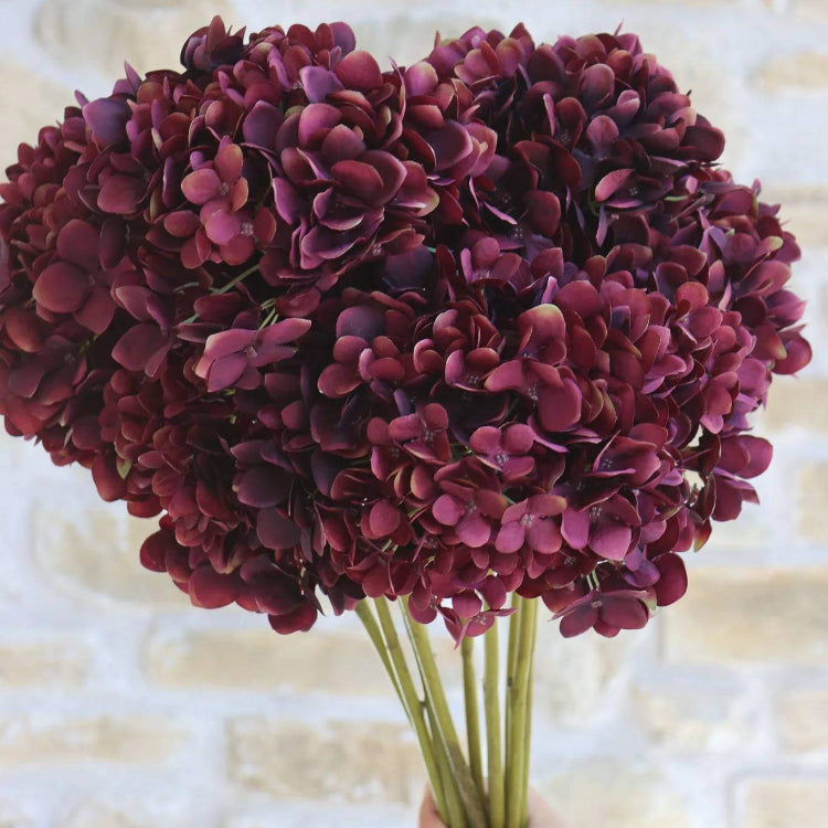 Burgundy Hydrangea Seeds - Heirloom Flower Plant for Home Gardens