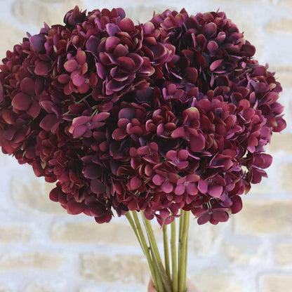 Burgundy Hydrangea Seeds - Heirloom Flower Plant for Home Gardens