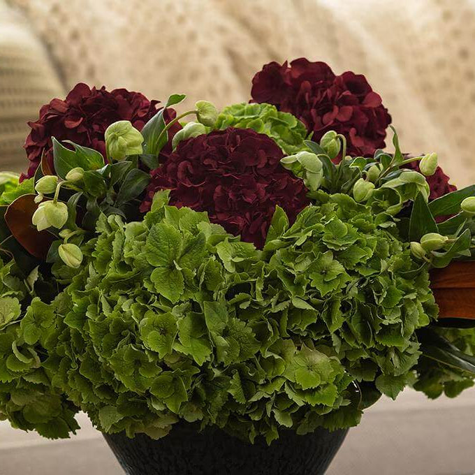 Burgundy Hydrangea Seeds - Heirloom Flower Plant for Home Gardens