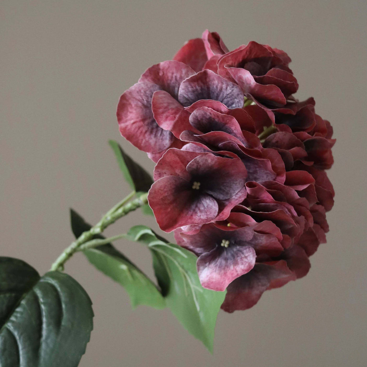 Burgundy Hydrangea Seeds - Heirloom Flower Plant for Home Gardens