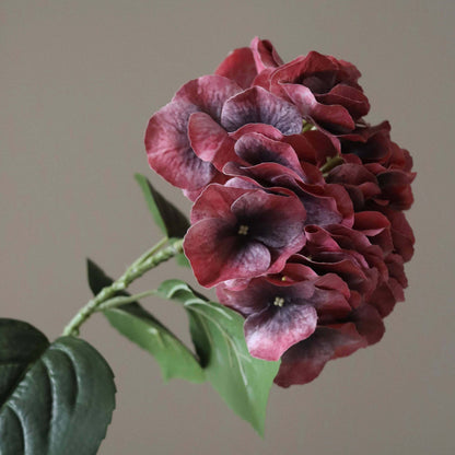 Burgundy Hydrangea Seeds - Heirloom Flower Plant for Home Gardens