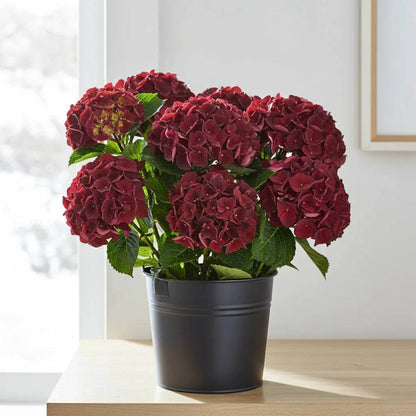 Burgundy Hydrangea Seeds - Heirloom Flower Plant for Home Gardens
