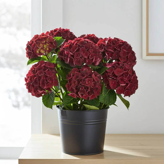Burgundy Hydrangea Seeds - Heirloom Flower Plant for Home Gardens