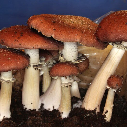 Burgundy Mushroom Seeds 