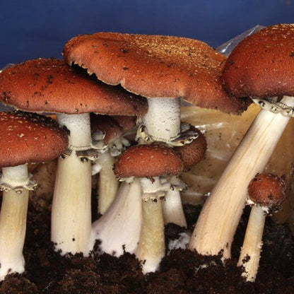 Burgundy Mushroom Seeds 