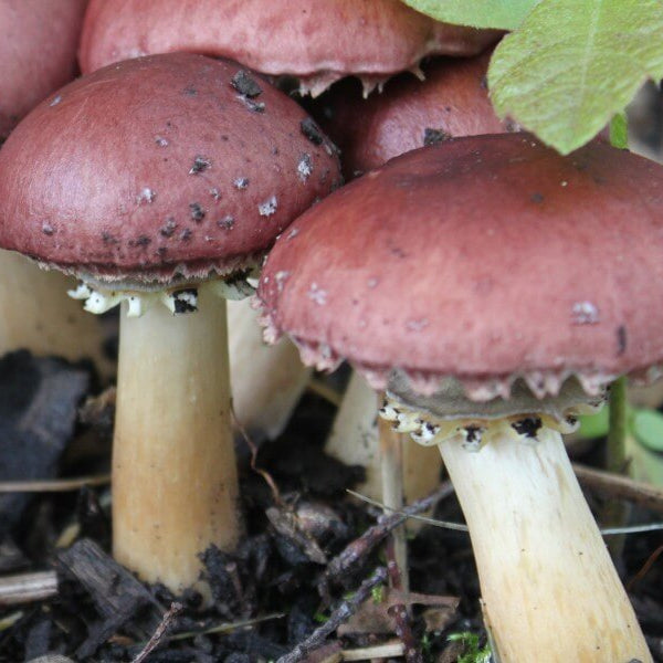 Burgundy Mushroom Seeds 