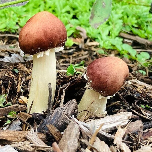 Burgundy Mushroom Seeds 