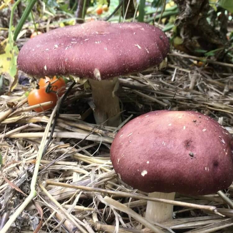 Burgundy Mushroom Seeds 
